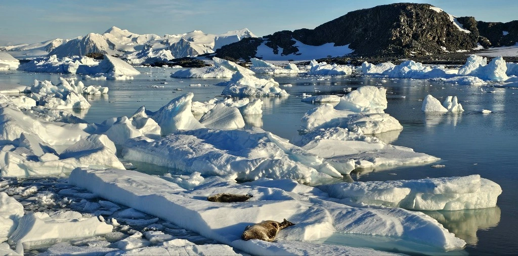 Wildlife in the Antarctic